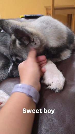 9.1K views · 413 reactions | This husky puppy is so cute 凉凉凉 #husky #huskies #dogs #huskylovers #huskythings #huskylife #huskylove #huskyvideo #huskypuppt #siberianhusky #huskiesofinstagram #huskiesoftiktok | Fluffy Chewy Monsters | Facebook