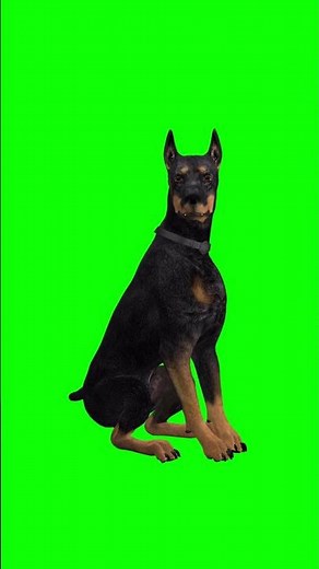 Guard Dog German Doberman Barking Loop #dobermandog #doganimation #security #greenscreen #uglydogs