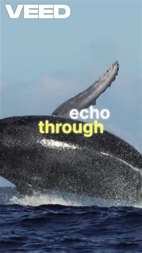 Majestic Whales Ocean Odyssey 🐦‍🔥