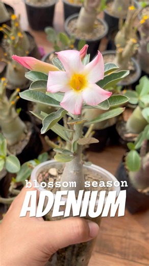 ADENIUM blossom season #flowers #adeniumflower #desertrose #adenium #flower #blossom #plantvlog
