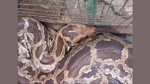 Watch - 80 kg Python found on school bus in UPs Raebareli, video goes viral