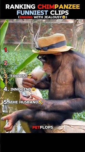 "Funniest Chimpanzee Ever🤣"