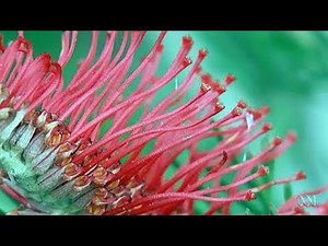 Growing Western Australian Native Plants