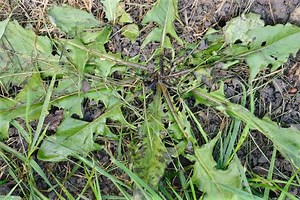 Organic Weed Control Service for Lawns | Kills Dandelions Very Fast