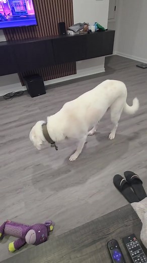 Train with love, not fear! Bring peace back to your home. 💖🐶✨ 🐾 Handheld Ultrasonic Dog Bark Control Device 🐾 Stops Loud Barking 🐾 Gentle Dog Training Get yours now before it's sold out! | Happy-Molly