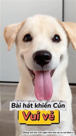Bài hát vui vẻ cho Cún cưng…#motcuclong #pet #dog