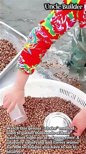 Genius Frozen River Hazelnut Harvest Trick! #heavyequipment #cleverideas #winterharvest