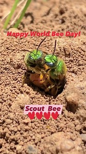 It’s World Bee Day! Do something today to celebrate and support our planet’s pollinators. Plant some native perennials, set up a bee watering station, for example. These ground nesting agapostamon bees are thriving in my backyard filled w flowers and pesticide-free clover lawn. Agapostemon virescens: this green metallic sweat bee loves your garden - https://sites.tufts.edu/pollinators/2021/08/agapostemon-virescens-this-green-metallic-sweat-bee-loves-your-garden/ “There are at least 2 trillion be
