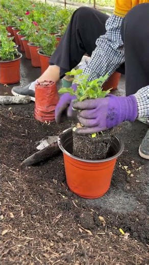 Repotting Potted Roses | Healthy Growth & Care Guide 🌹🪴