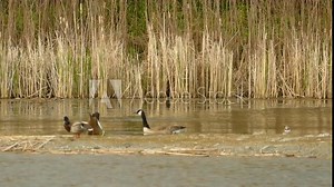 beaver swimming and diving into the lake among the ducks, natural habitat