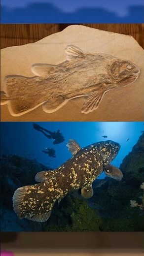 🐟RELICANTH, the "LIVING FOSSIL" POKÉMON of the 3rd GENERATION🐟 #pokemon #pokémon #spokemoncuriosi...