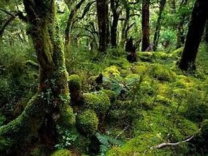 Rainforest Documentary 2017 - Secrets of an African Jungle