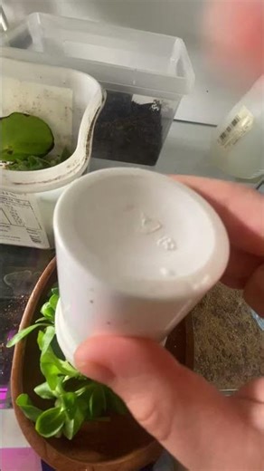 Turtle asmr🐢 #turtle #asmr #zelva