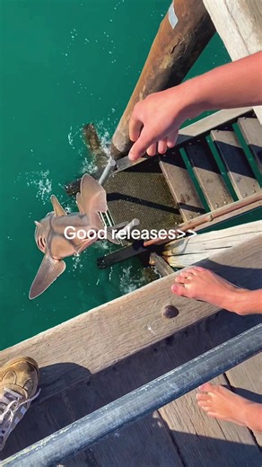 Bream Fishing Adventures in South Australia