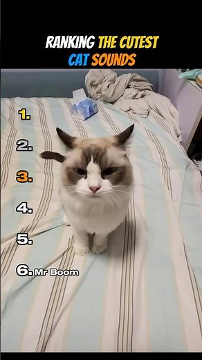 Ranking The Cutest Cat Sounds