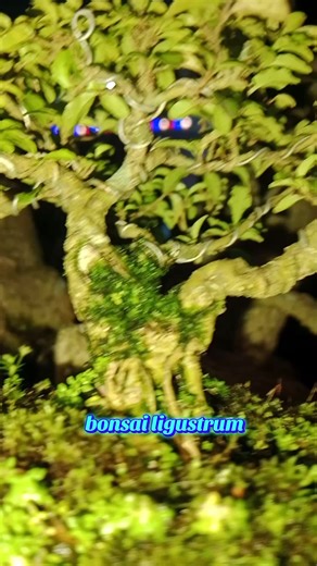 bonsai ligustrum golden #bonsaiindonesia #bonsaiworld #bonsaitree #bonsaiinspiration