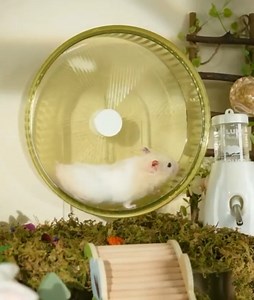 Watch hamster running wheel on Amazon Live
