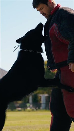 Protection Dog vs Bad Guy | Pike in Action #germanshepherd #protectiondog #guarddogs #gsd #dog