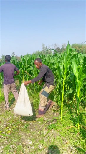 ki kore vi#shortvideo #viralvideo so1.a