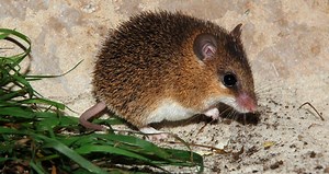 African spiny mice