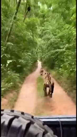 Jungle Chase Behind Moving Jeep as Predator Sprints Down the Trail