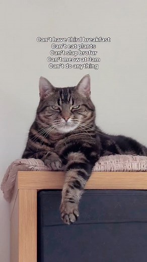 So unfair! Brofur needed that slappy slap?! 😹 What did you do on the Naughty list today? 😈 Our tabby cat princess should be allowed to do whatever she wants at all times while being hand fed her fav treats! Follow @happinessiscats for cute cat videos in your life 😻😻😻 #sadcat #angrycat #funnycat #catvideo #catmum #catlady #cutecat #catreel #cats #tabbycat #cats_of_instagram #caturday | Happiness Is Cats