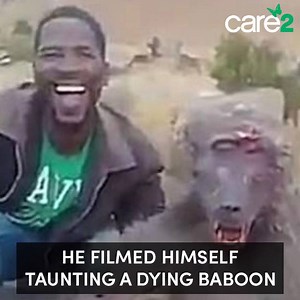 A terrible video of a man cruelly taunting a dying baboon in South Africa went viral. In the video, the monkey was barely breathing while the hunter held him by the arm while laughing and smiling. And this man still hasn't been found. Sign the petition to urge the South African authorities to continue to search for this awful person so he can be charged with animal cruelty! | Care2