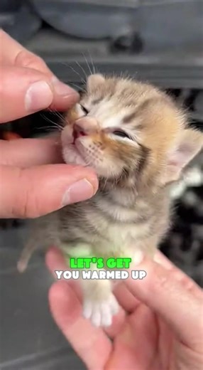 Endoscope Insights: Mechanic Life Unveiled