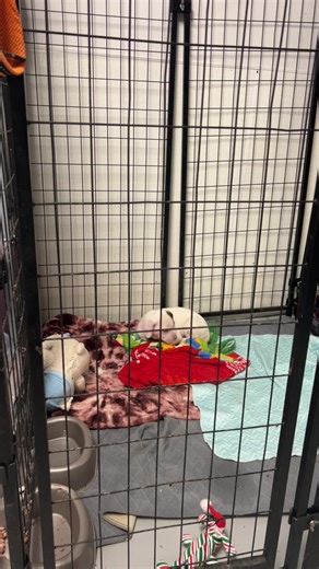 Here comes a snow… Update from Elsa vet appointment | Laura's Hope Rescue