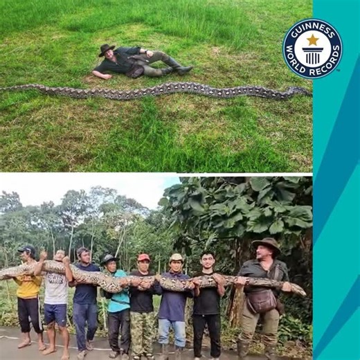 Chukwunalu obidike | A giant female reticulated python (Malayopython reticulatus) discovered in the Maros region of Sulawesi, Indonesia, in late 2025 is... | Instagram