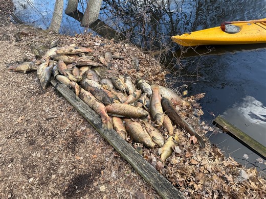 Dead fish have been popping up in lakes across N.J. Here’s why.