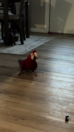 Minnie the Macaw's Hilarious Escapades on the Floor