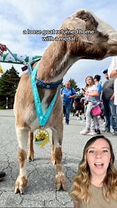 1.3M views · 96K reactions | Joshua the goat managed to join a half marathon over the weekend, and quickly became the star of the show. He even earned his own medal!Joshua is from Taylor’s Pumpkin Patch, and he’s now home safe and sound, resting after his big day. ❤️ Taylor’s Pumpkin Patch / Town of Conception Bay South / Adam Reid / Nikki Butler (public FB posts) #goat #goats #animals #marathon #halfmarathon #farmanimals #animalsbeingcute | That Good News Girl | Facebook