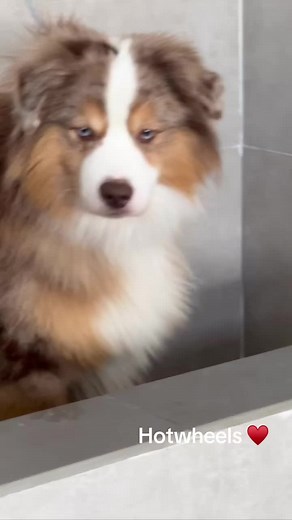 Mini American Shepherd: Adorable Tiny Dogs