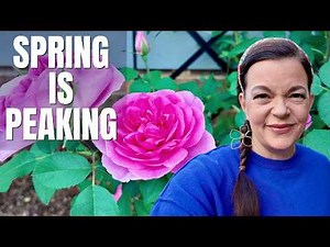 This Is Peak Spring… Garden Tour Before the Heat Hits!