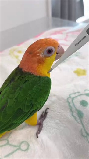 鳥の体温が高いことがいかによくわかる…