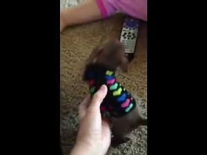 Tiny teacup chihuahua puppies for sale