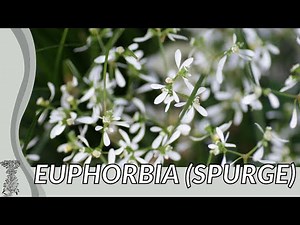 Check out this EUPHORBIA! (euphorbia graminea) "Spurge"