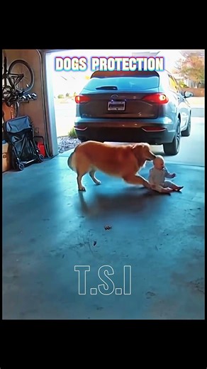 Dogs Protection