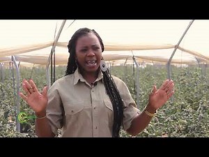 BLUEBERRIES PRODUCTION IN ZIMBABWE