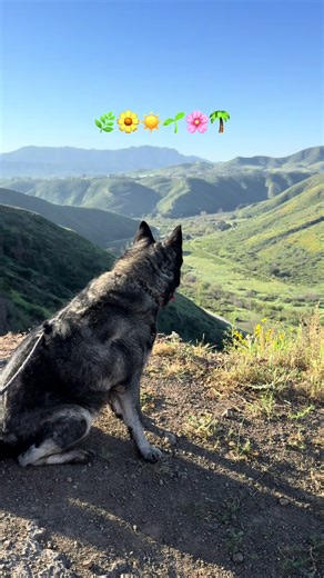 Staying positive on these rainy days knowing wildflower hikes, longer evenings and beach days await in Camarillo. 😌☀️🌼 #VisitCamarillo #CamarilloCalifornia #Camarillo #VisitCalifornia #SpringinCalifornia