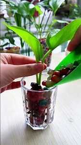 hydroponics is a great option that's both beautiful and space-saving. PlantingTips