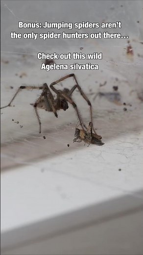 What Do Jumping Spiders Actually Eat? #spider #jumpingspider #cuteanimals #petspider #spiders