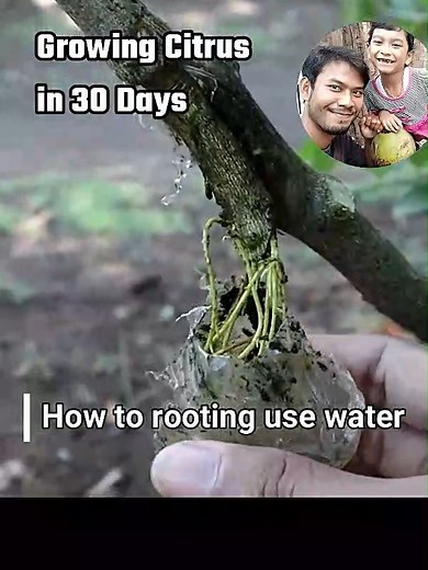 30K views · 410 reactions | Growing Citrus in 30 Days #pertanian #garden #gardening #Grafting #lemon #cuttings #jeruk #orange #marcotting | Grafting Examples | Facebook
