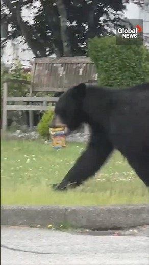 Bear steals Costco-sized M&Ms container out of BC man's truck 🐻