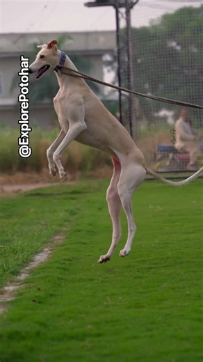 Greyhounds in Full Motion | Speed & Power #dog
