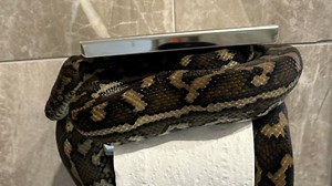Holy sh*t: Rude shock over dunny roll python’s bum act