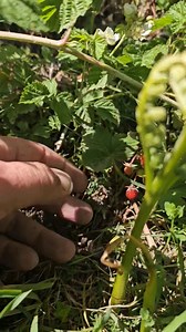 28K views · 403 reactions | Isn't nature brilliant  | Shell Island | Facebook