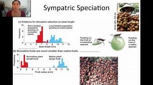 Sympatric Speciation