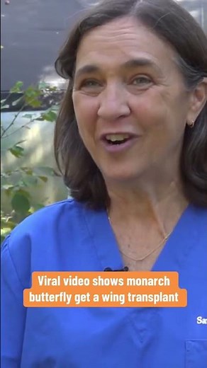 Viral video shows monarch butterfly get a wing transplant